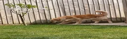Golden Retriever dogs for sale: Beautiful KC Registered Golden retriever puppies - Advert 3
