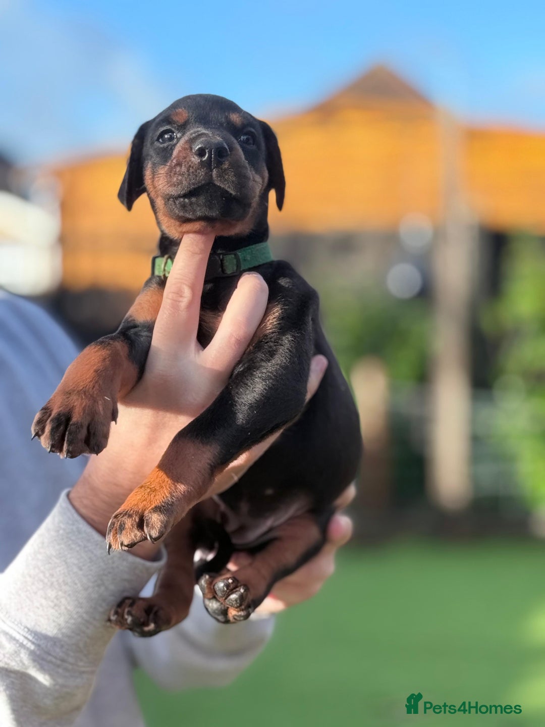 Dobermann dogs for sale: 🐾 Dobermann puppies/KC reg🐾 Top Pedigree - Advert 12