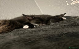 Bengal cats for sale: 2 gorgeous male half bengal kittens 😺  - Image 2
