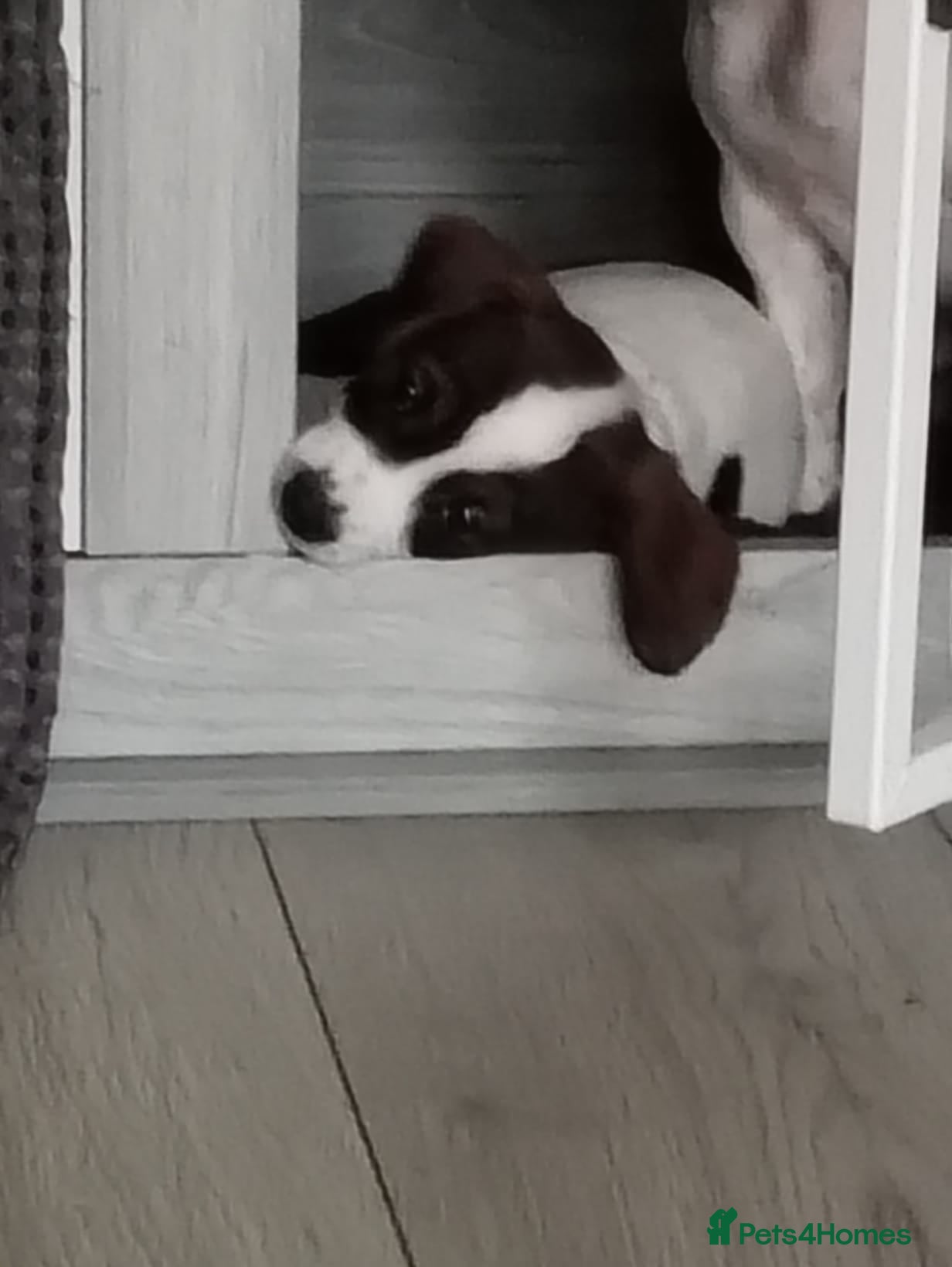 Mixed Breed dogs 1 female cavajack - Advert 2