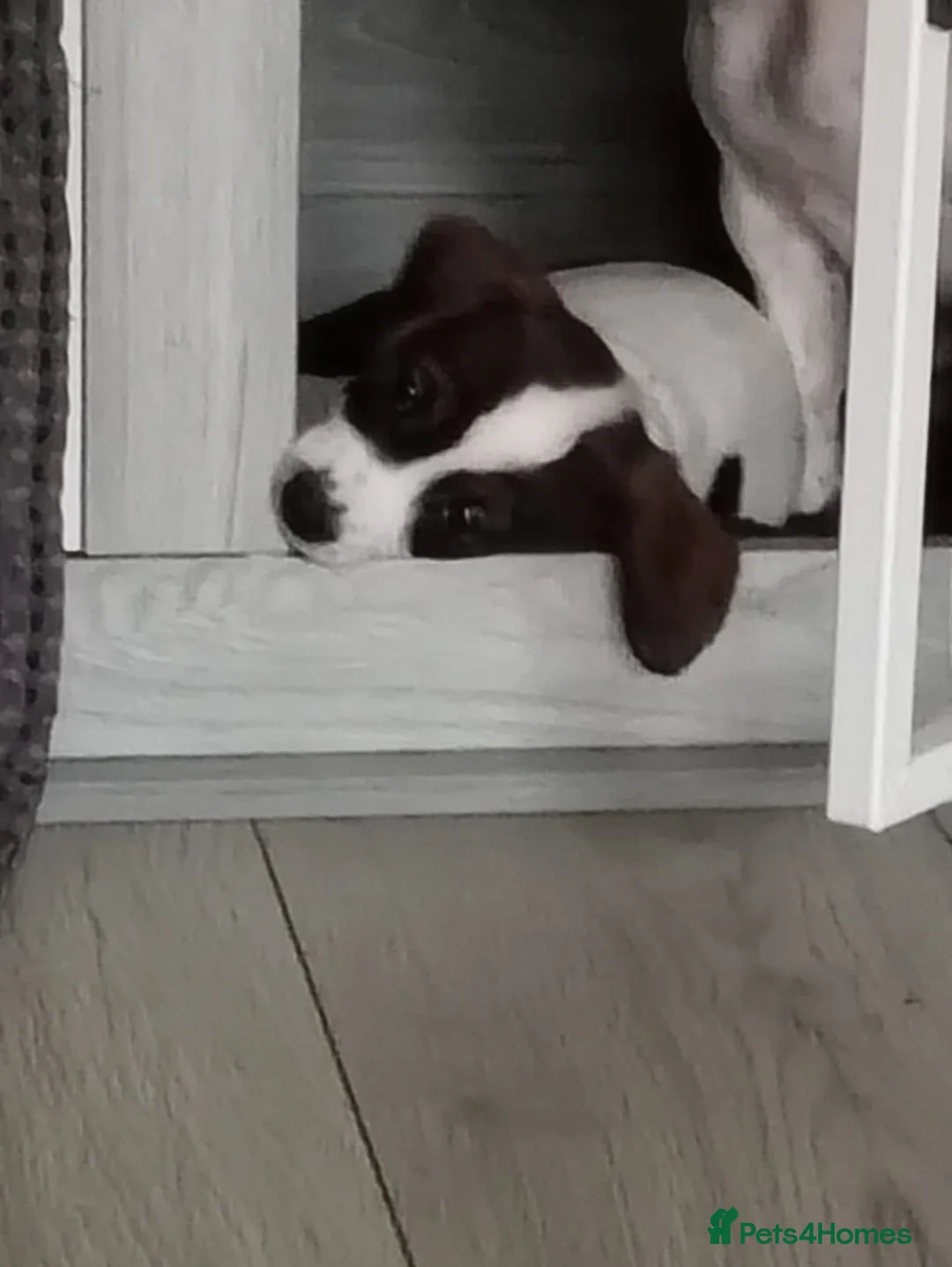 Mixed Breed dogs for sale: 1 female cavajack - Advert 1