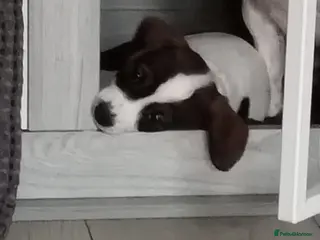 Mixed Breed dogs 1 female cavajack - Advert 1