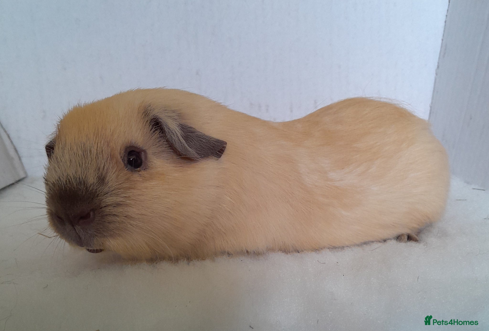 Guinea Pig rodents Cream Californian Guinea Pig Boars  - Advert 2