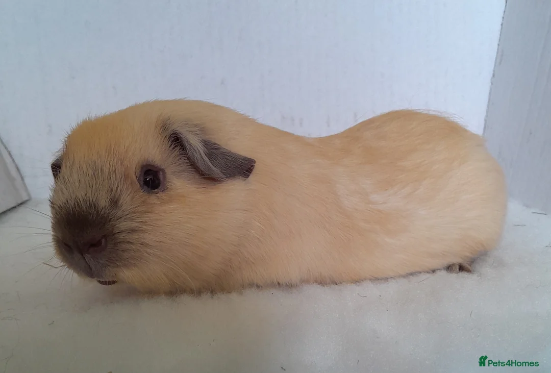 Guinea Pig rodents for sale: Cream Californian Guinea Pig Boars  - Advert 1