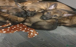 German Shepherd dogs for sale: 3 GSDs Female/KC Extensively Health Tested - Image 4