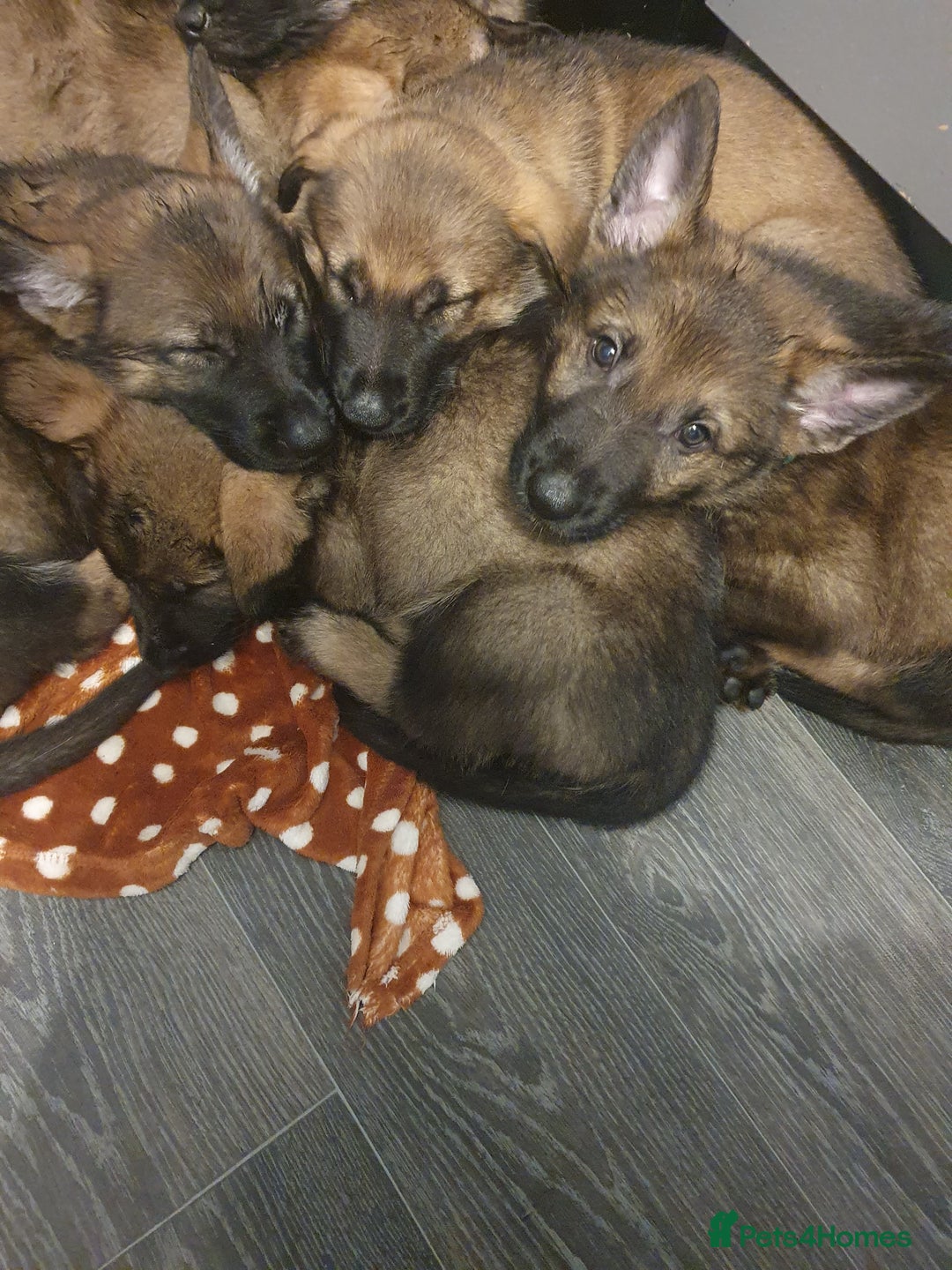 German Shepherd dogs for sale: 3 GSDs Female/KC Extensively Health Tested - Image 4
