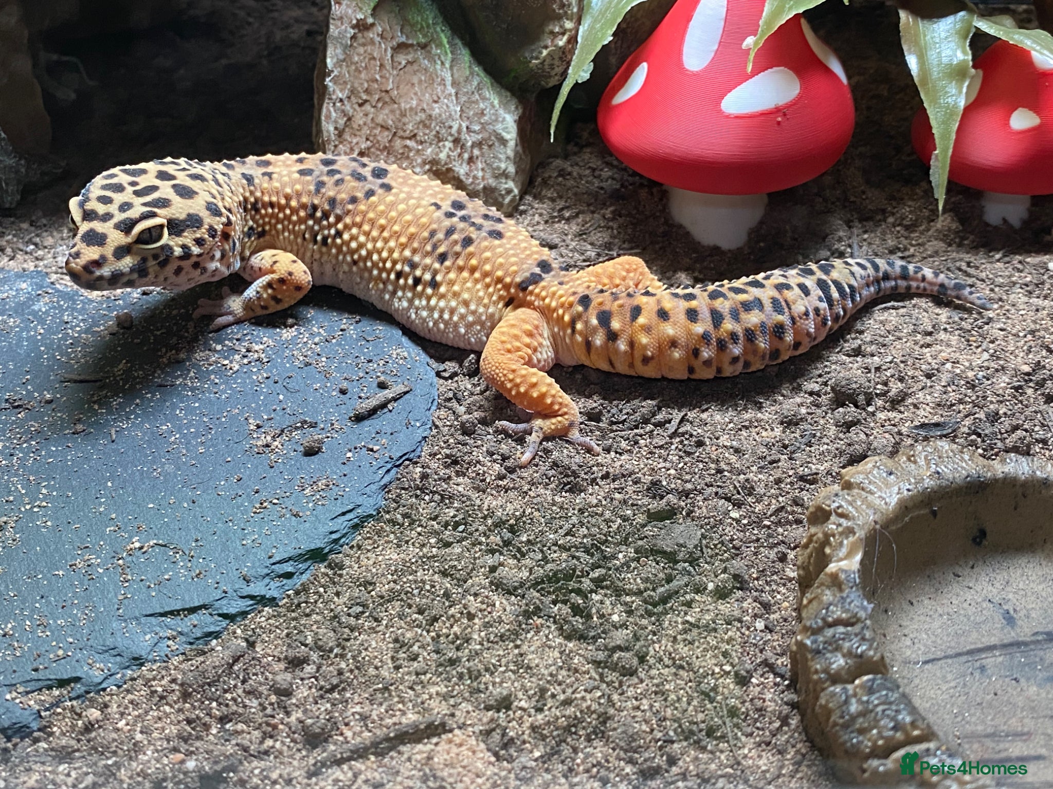 Leopard Gecko reptiles Female Leopard Gecko with full set up - Advert 1