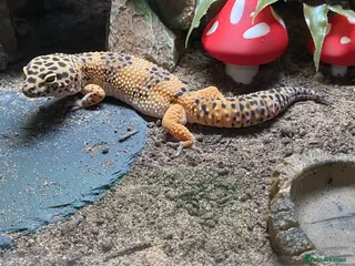 Leopard Gecko reptiles Female Leopard Gecko with full set up - Advert 1