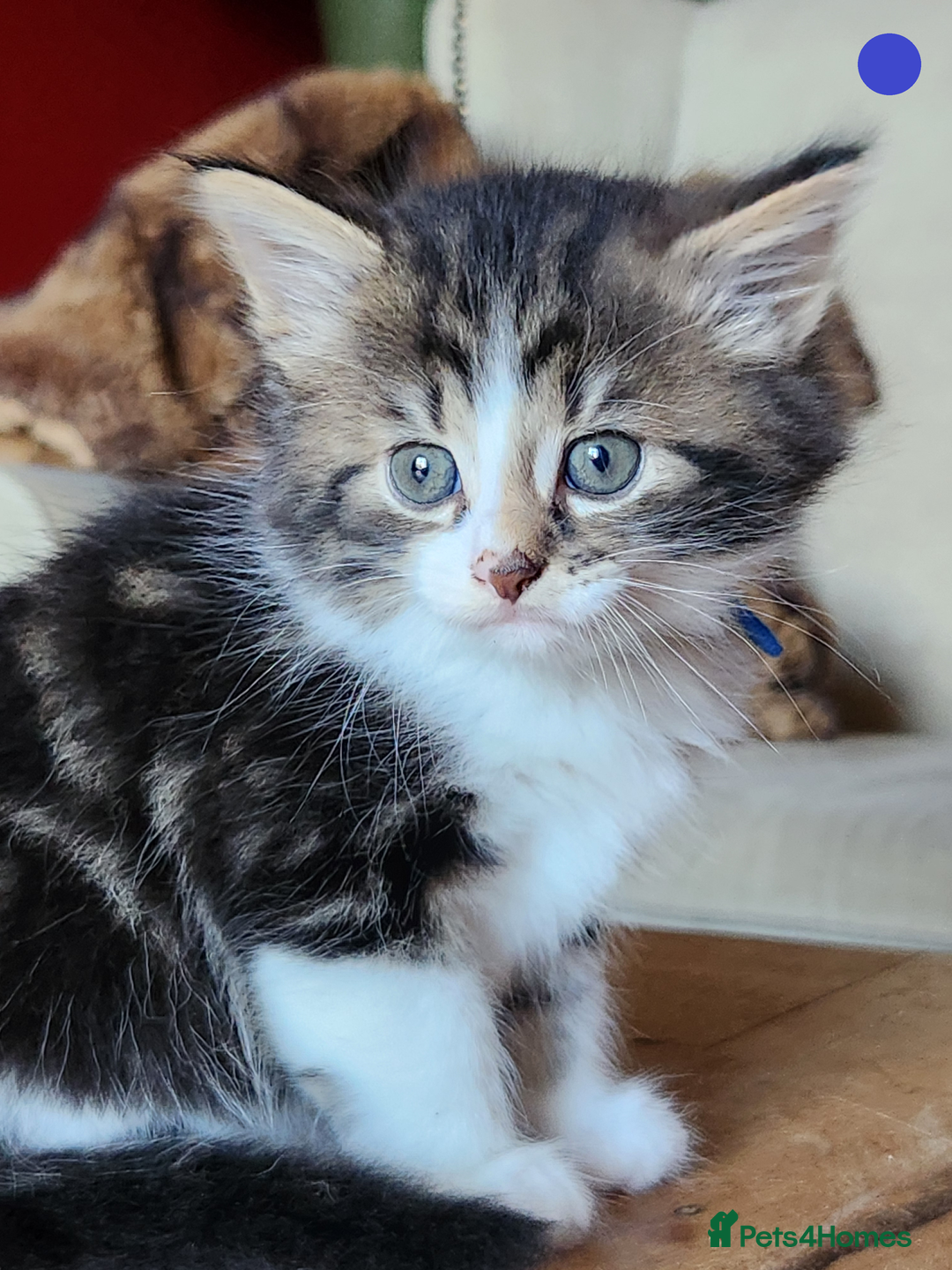 Mixed Breed cats for sale: Maine Coon/Norwegian Forest/British Shorthair X - Image 2