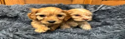 Cockapoo dogs for sale: Cockapoo Puppies – Boys and Girls Available - Advert 4