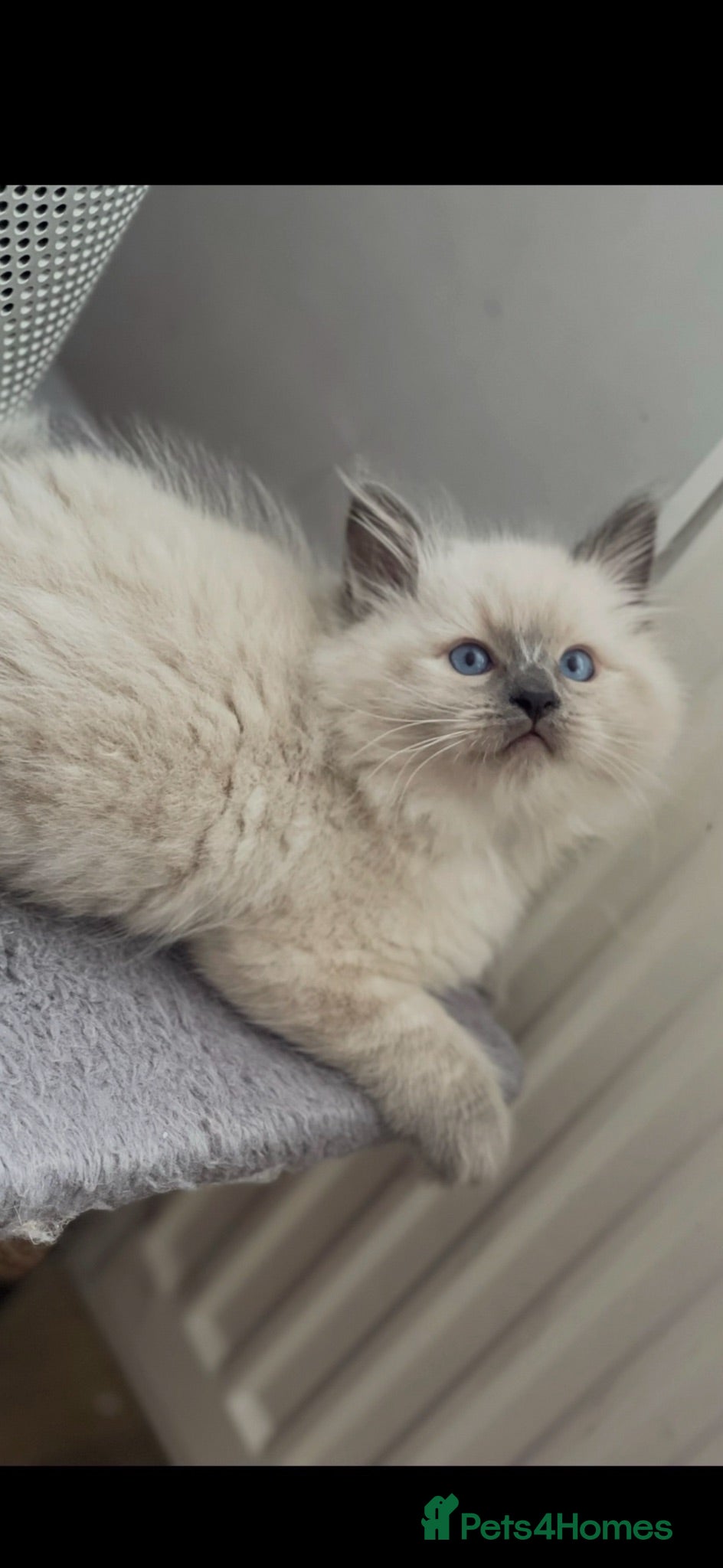 Ragdoll cats Adorable ragdoll kittens ready to go home  - Advert 3