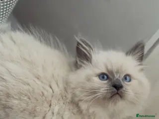 Ragdoll cats Adorable ragdoll kittens ready to go home - Advert 3