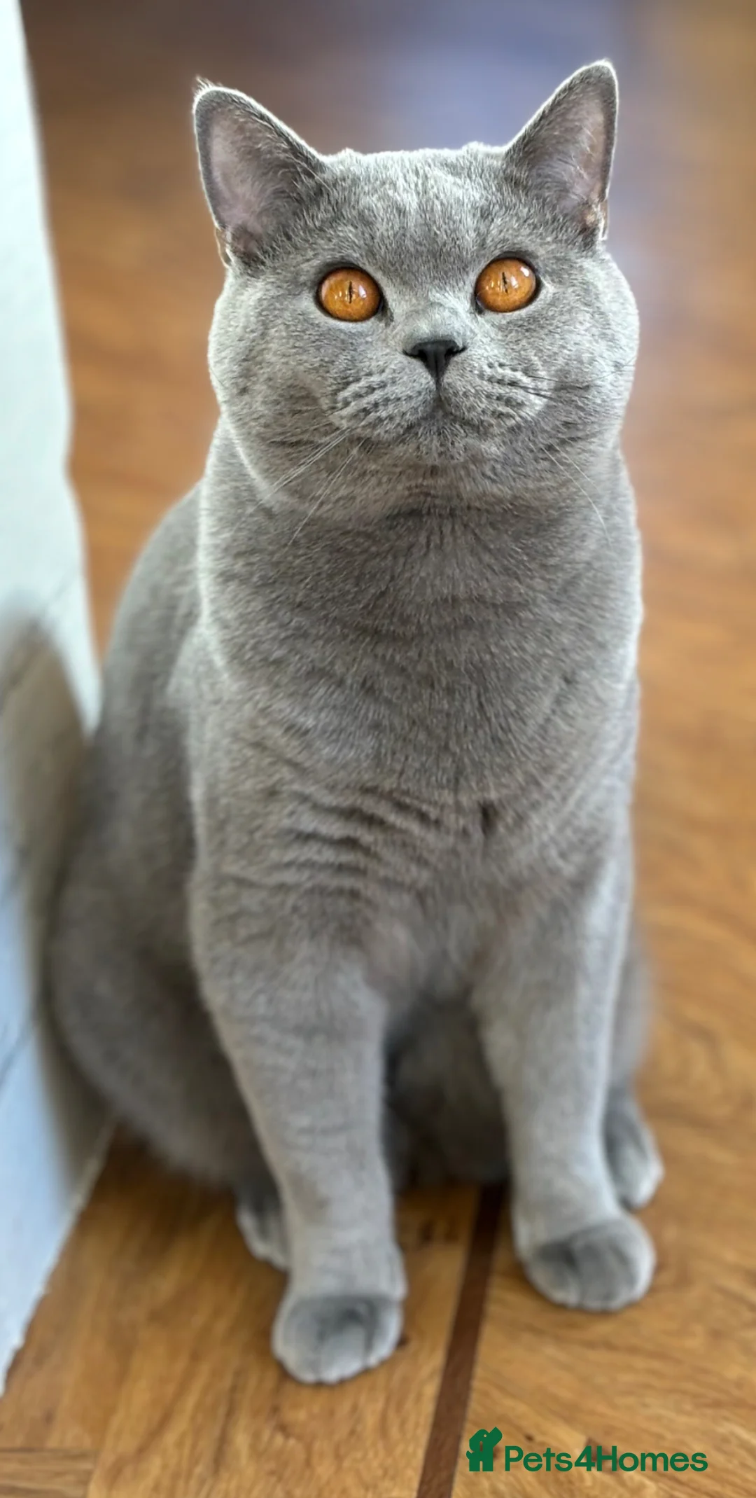 British Shorthair cats for sale: 3 Beautiful British Shorthair Kittens - Advert 1
