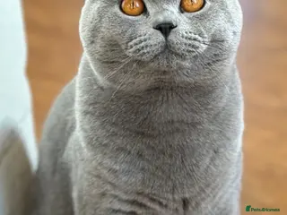 British Shorthair cats 3 Beautiful British Shorthair Kittens - Advert 5