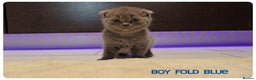 Scottish Fold cats for sale: Scottish Fold Kittens - Advert 10
