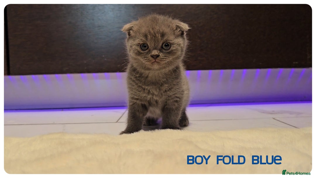 Scottish Fold cats for sale: Scottish Fold Kittens (Delivery available) - Image 15