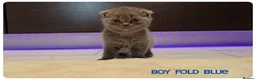 Scottish Fold cats for sale: Scottish Fold Kittens - Advert 5