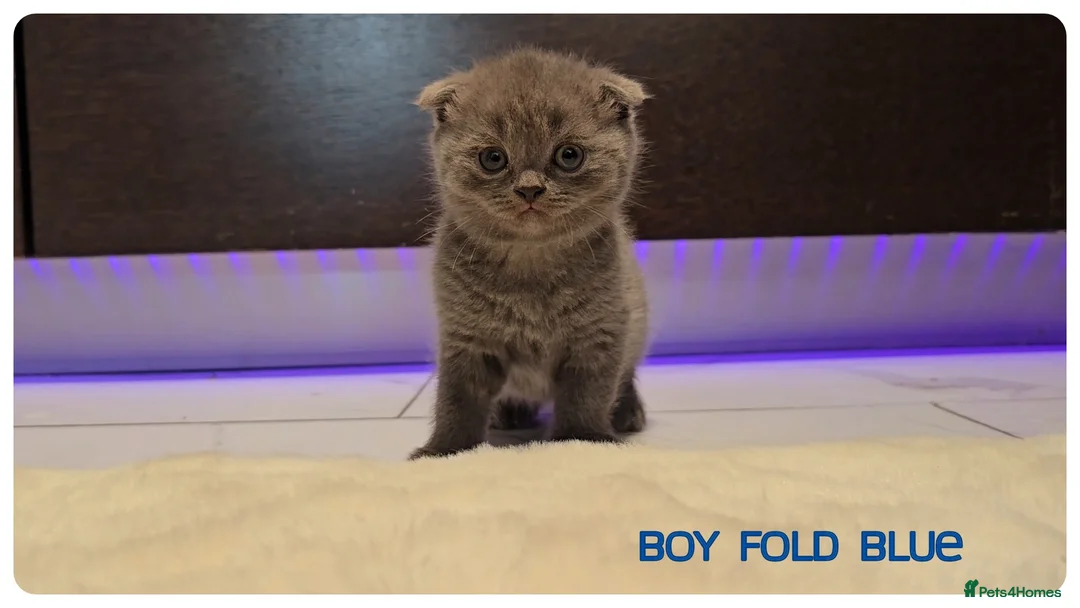 Scottish Fold cats for sale: Scottish Fold Kittens - Advert 5