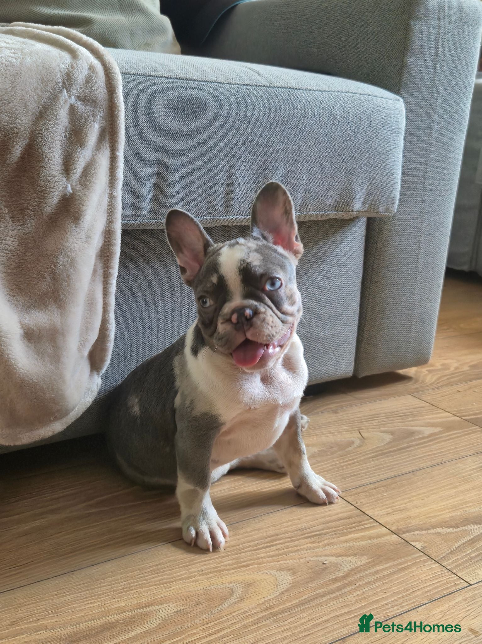 French Bulldog dogs Last females 2k ready this weekend, KC Registered - Advert 18
