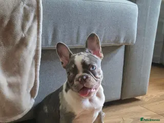 French Bulldog dogs Last females 2k ready this weekend, KC Registered - Advert 18