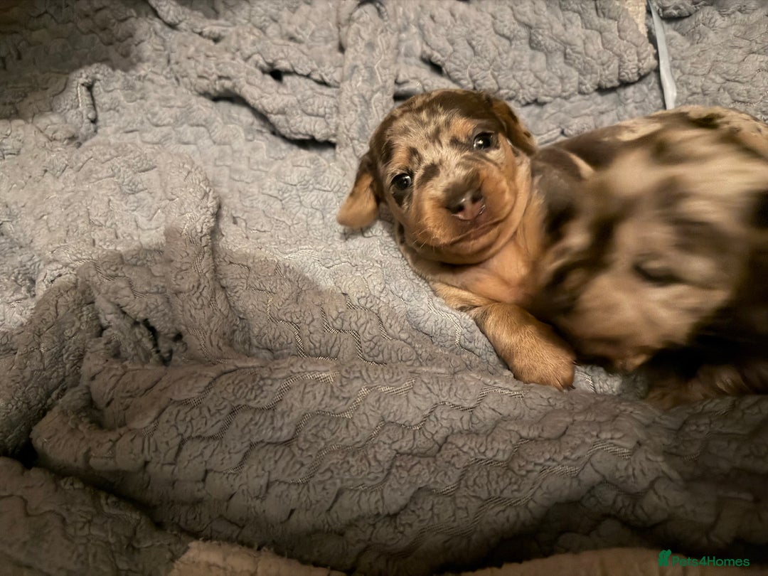 Dachshund dogs for sale: 2 beautiful girls - Image 11