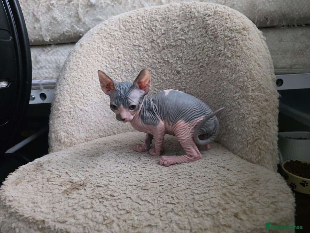 Mixed Breed cats for sale: Adorable Male Kitten – Sphynx x Devon Rex Cross - Advert 12