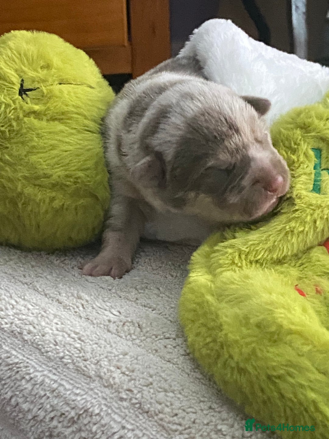 Mixed Breed dogs for sale: Can shepards - Advert 13