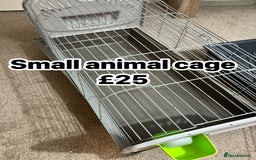 English Lop rabbits for sale: New Home for Milo - Image 19