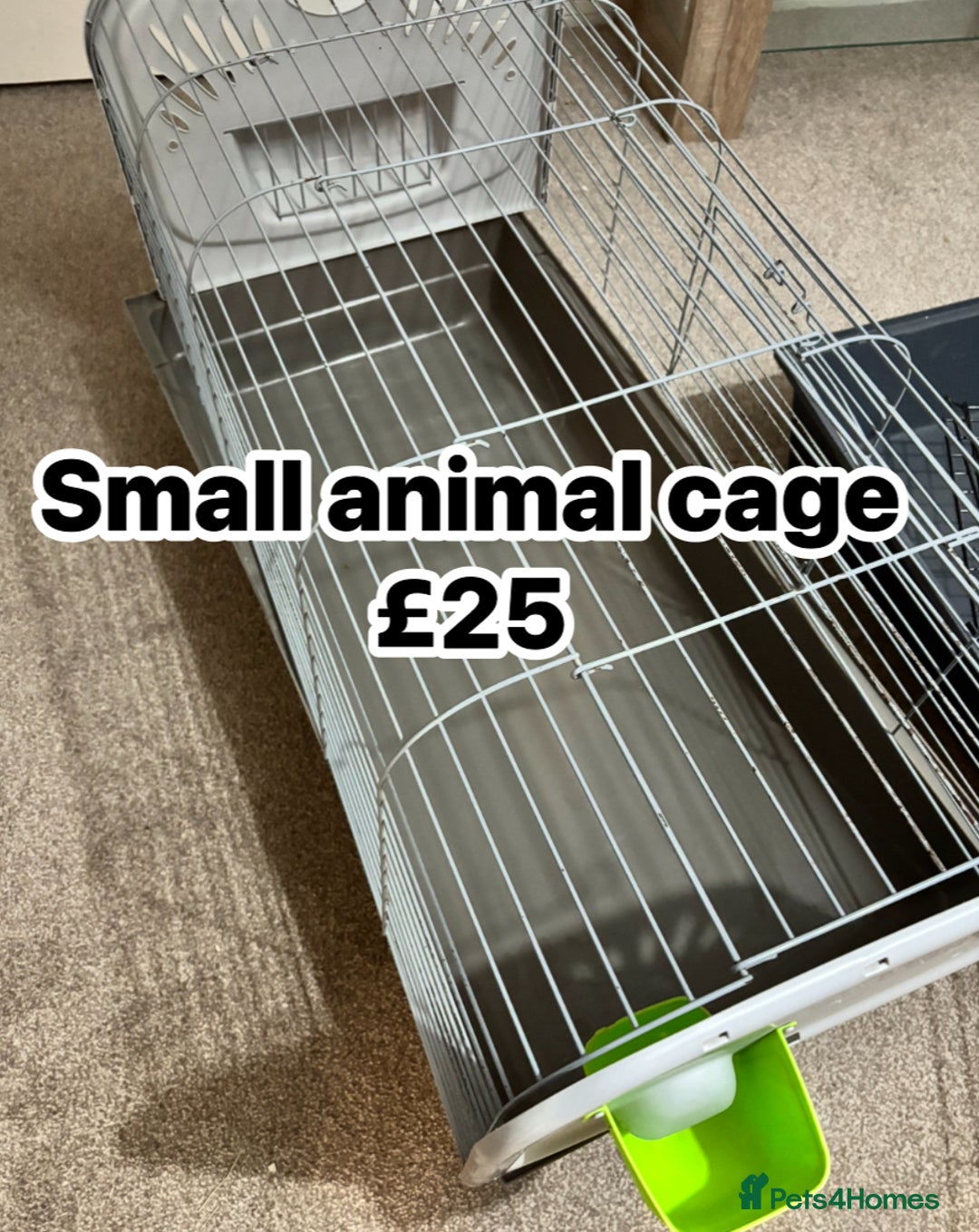 English Lop rabbits for sale: New Home for Milo - Image 19