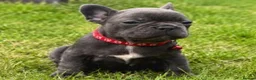 French Bulldog dogs for sale: Beautiful French Bulldog Puppies in Bath - Advert 13