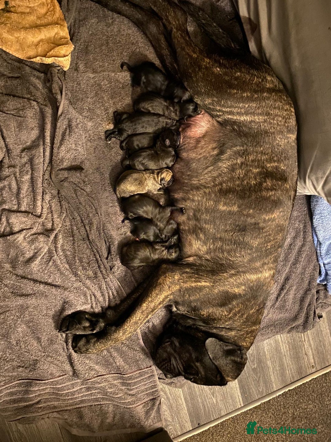Cane Corso dogs for sale: Cane corso puppies  - Image 4