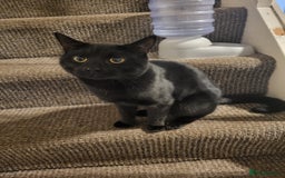 Mixed Breed cats for sale: Black male cat looking for a new home  - Image 1
