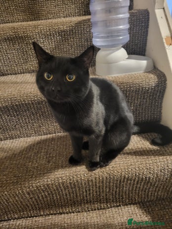 Mixed Breed cats - Advert 1