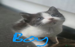 Mixed Breed cats for sale: 5 kittens needing loving homes  - Image 1