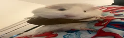 Guinea Pig rodents for sale: guinea pig for free no deposit completely free in London - Advert 3