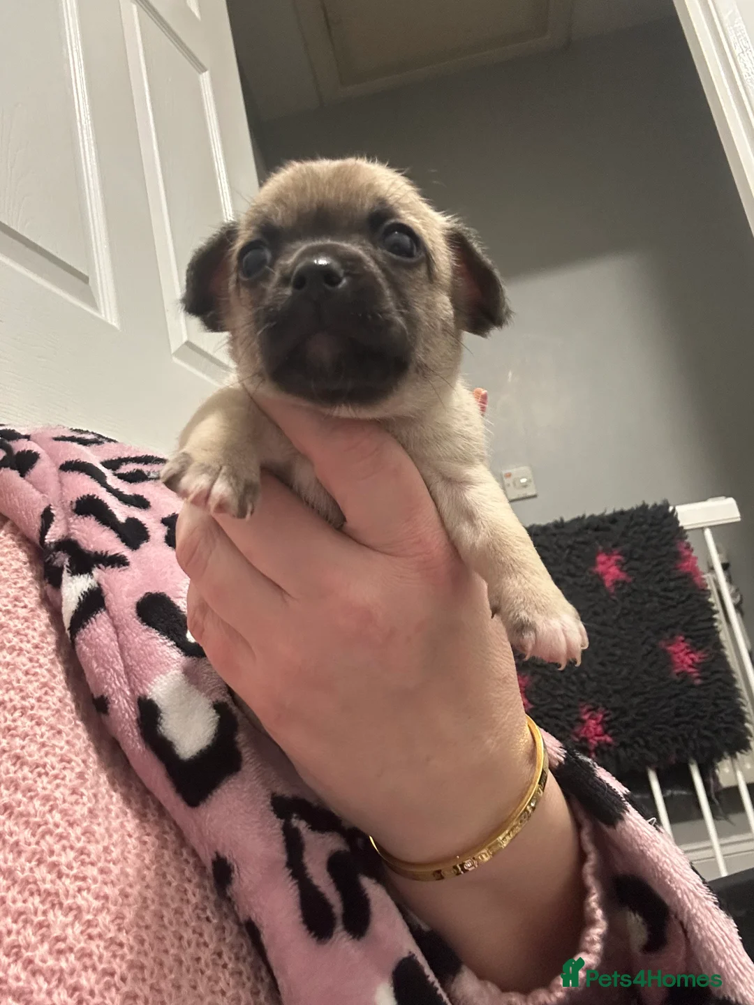 Chihuahua dogs for sale: Chihuahua puppies  - Advert 14