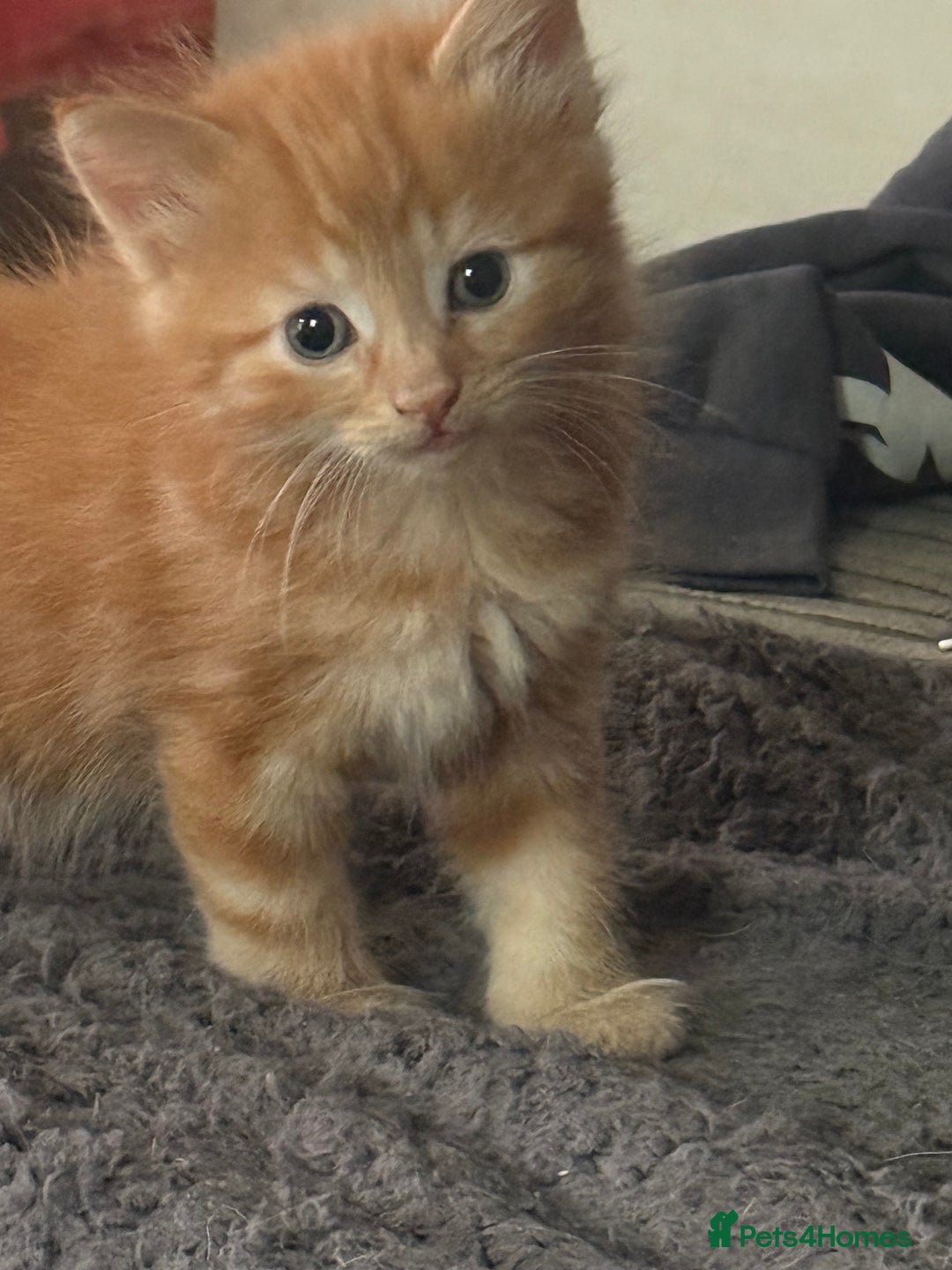 Maine Coon cats for sale: Ginger kittens - Advert 11