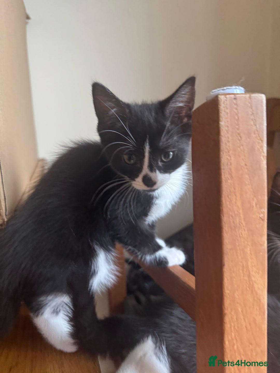 Mixed Breed cats for sale: Mixed kittens  - Image 11