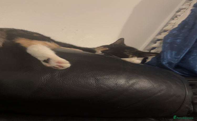 Domestic Shorthair cats - Advert 10