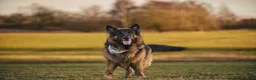 German Shepherd dogs for stud: Long haired german shepherd for stud - Advert 18
