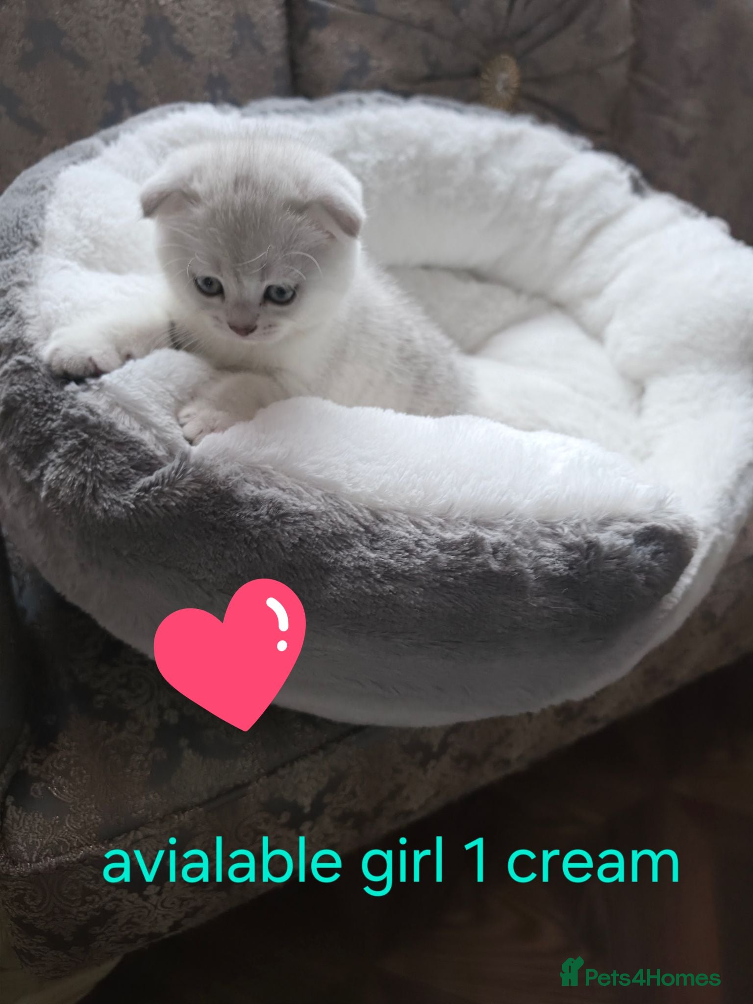 British Shorthair cats 💞Lovely kittens in beautiful colours🩵 booking - Advert 13