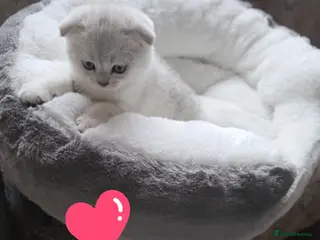 British Shorthair cats 💞Lovely kittens in beautiful colours🩵 booking - Advert 1