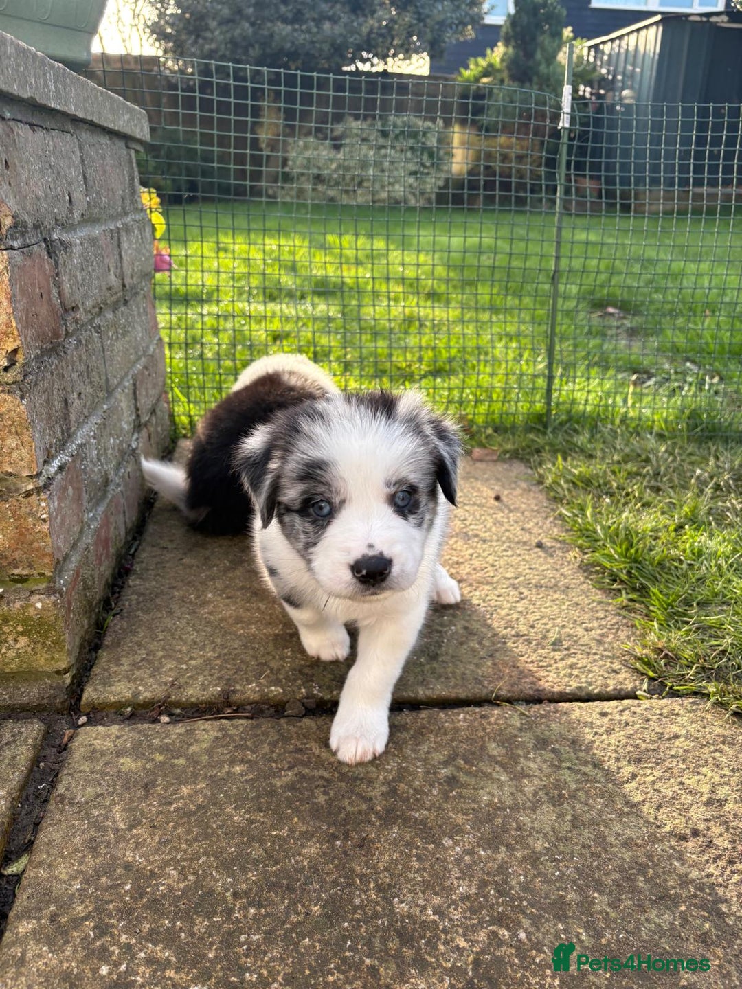 Border Collie dogs for sale: Border Collie Puppies - Advert 9