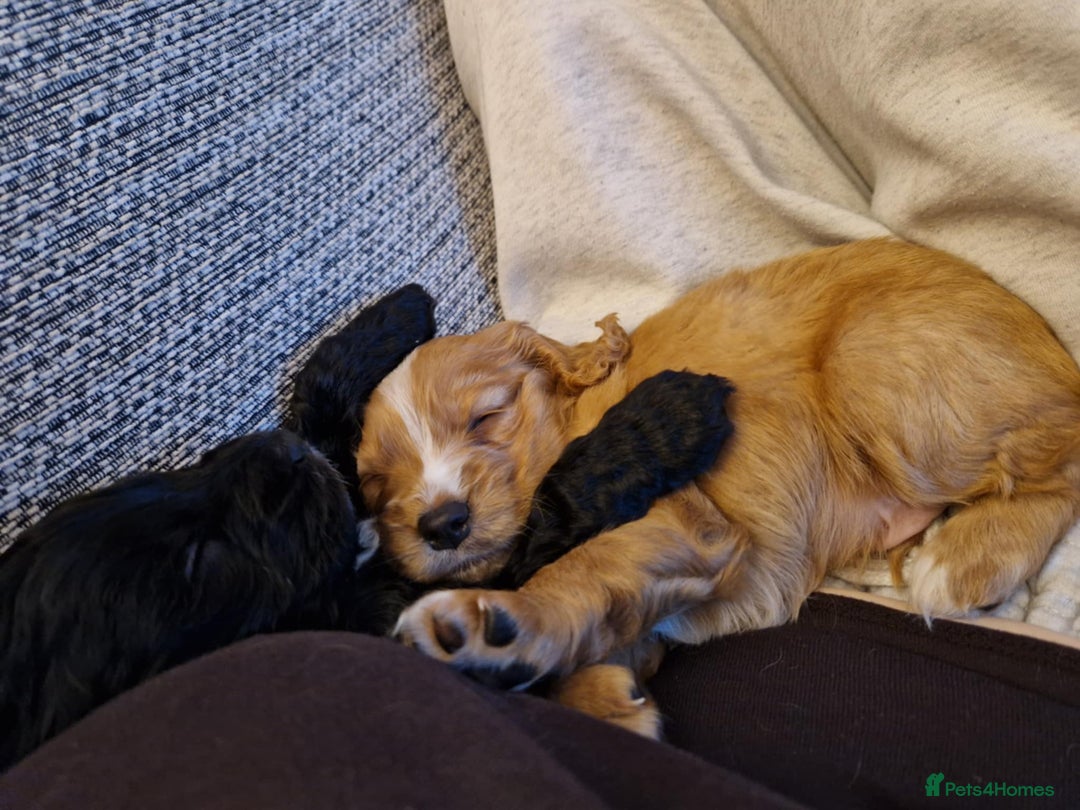 Mixed Breed dogs for sale: Beautiful Cavapoo X puppies - Image 15