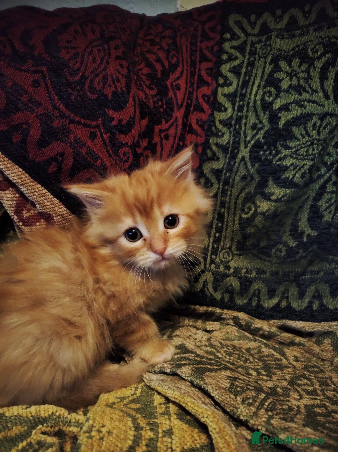 Maine Coon cats for sale: Half maine coon girls kittens - Advert 5