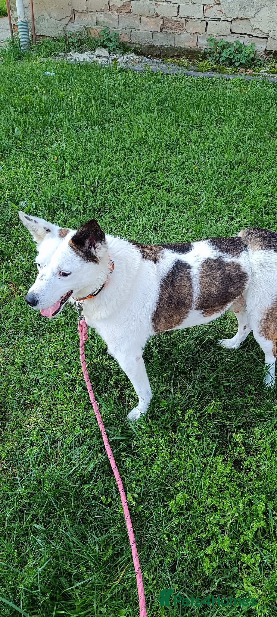 Mixed Breed dogs Meet wonderful JACK! - Advert 1