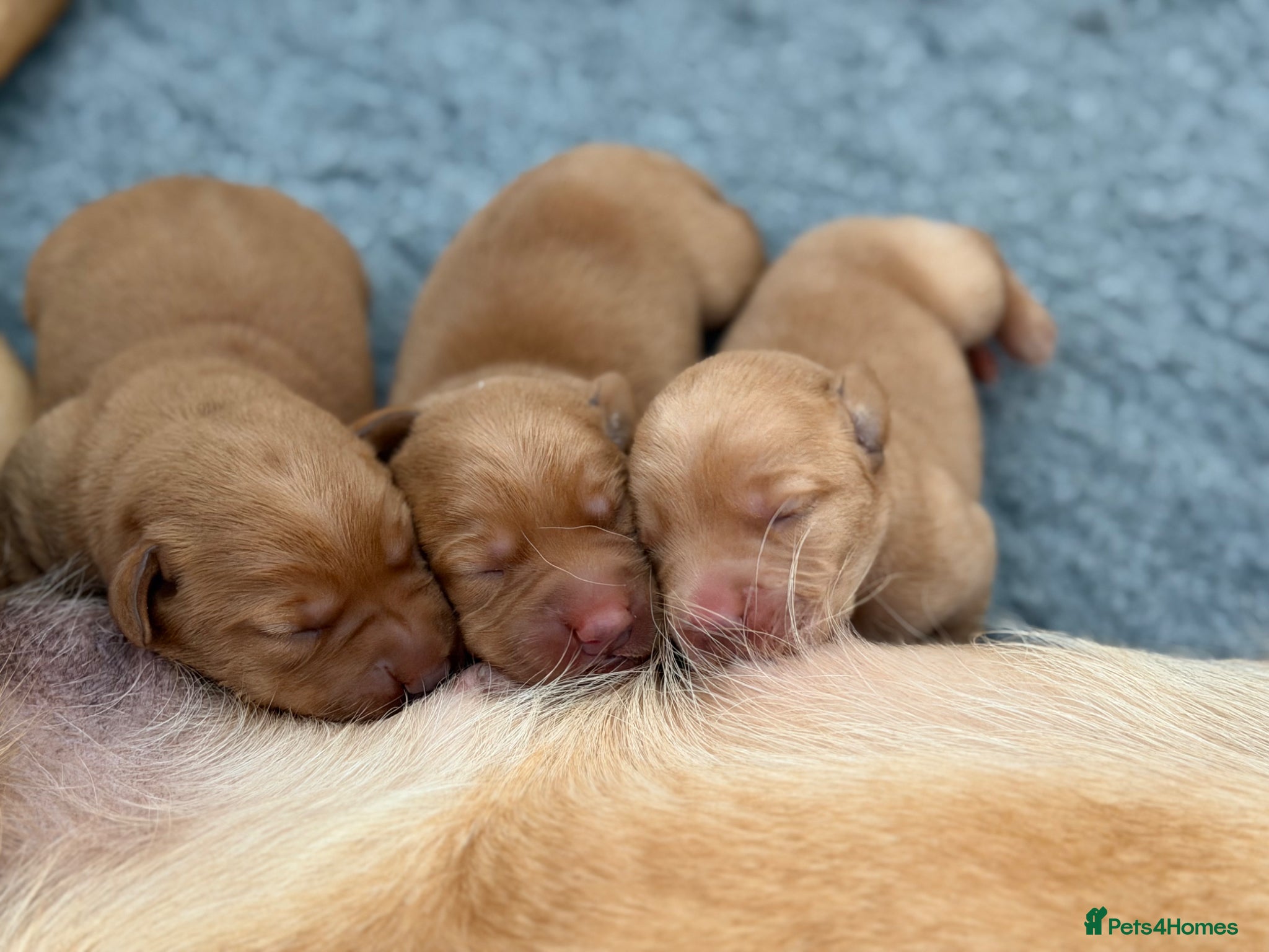 Labrador Retriever dogs Harleigh & FTCH Jarailstar Hogen of Stauntonvale - Advert 18