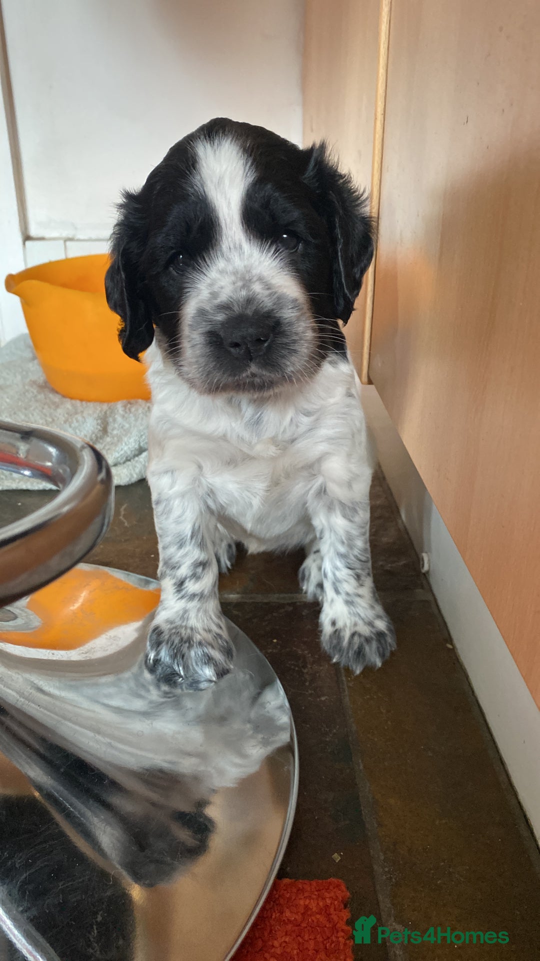 Sprocker dogs for sale: Sprocker puppy bitch  - Image 8