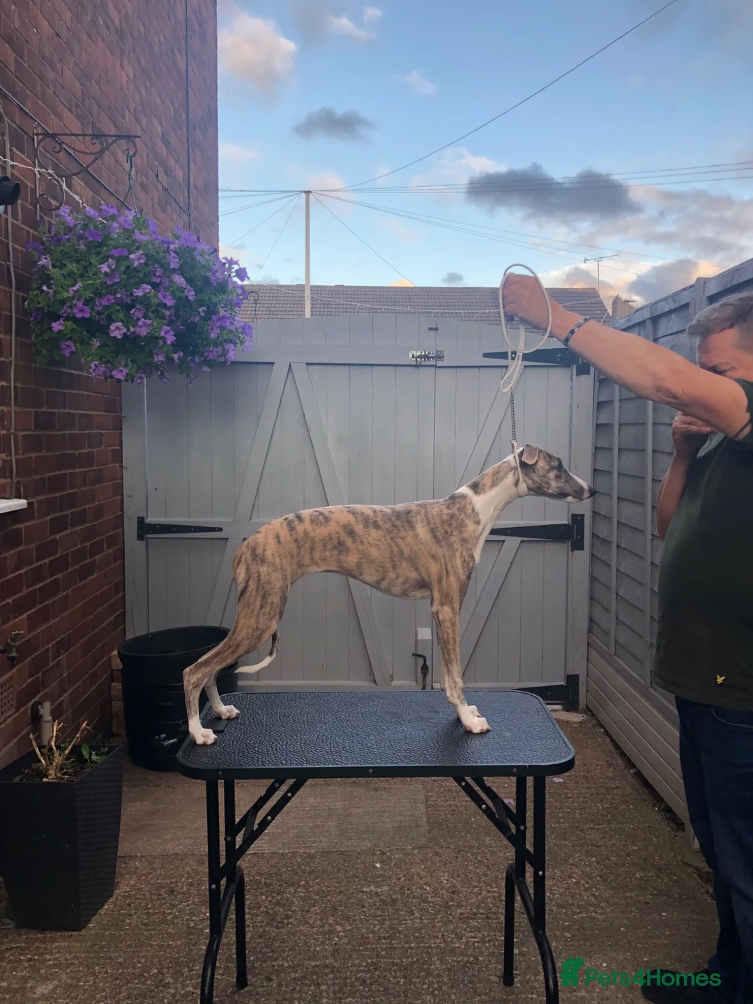 Whippet dogs for sale: Whippet bitch 7 months old  - Advert 6