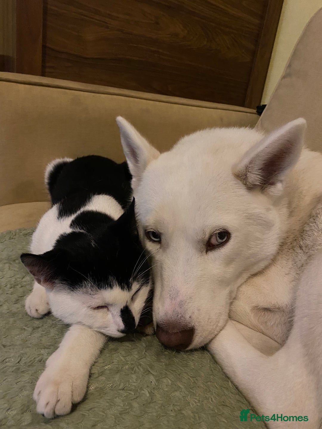 Siberian Husky dogs for sale: Husky Female - Advert 7